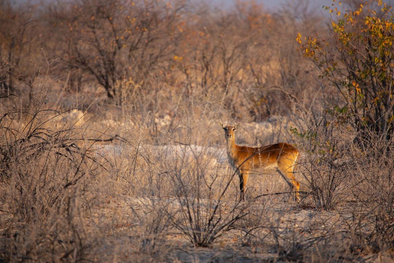 Etosha Trading Post Campsite Окаукуехо Екстериор снимка